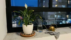 Cómo cuidar el lirio de la paz para que floree más: riego, luz y humedad