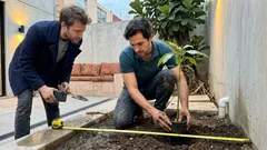 5 árboles que no conviene plantar cerca de tu casa y a qué distancia hacerlo